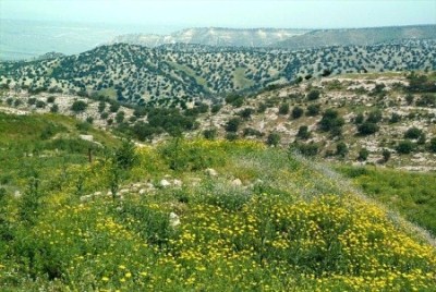 Thumbnail image for Pictures/CompanyProfileLargeImageGallery/24052012_010943Umm Qais (12).jpg