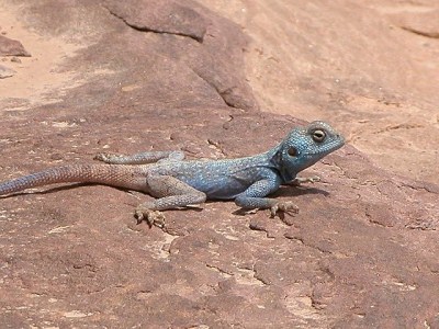 Thumbnail image for Pictures/CompanyProfileLargeImageGallery/24052012_011434Wadi Rum (13).jpg