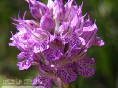 Thumbnail image for Pictures/CompanyProfileLargeImageGallery/24052012_115900(17).jpg