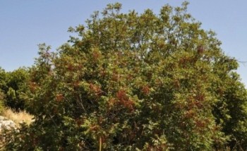 Thumbnail image for Pictures/CompanyProfileLargeImageGallery/24052012_120720(55).jpg